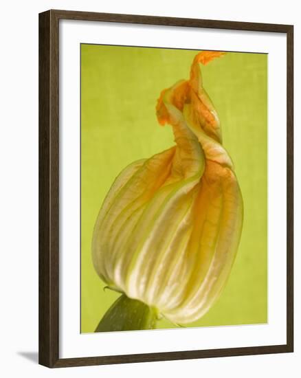 Courgette Flower-null-Framed Photographic Print