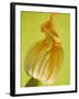 Courgette Flower-null-Framed Photographic Print