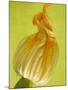Courgette Flower-null-Mounted Photographic Print