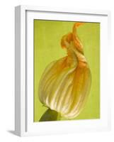 Courgette Flower-null-Framed Photographic Print