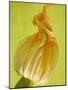 Courgette Flower-null-Mounted Photographic Print