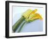 Courgette Flowers: Female with Fruit and Male with Stalk-null-Framed Photographic Print