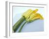 Courgette Flowers: Female with Fruit and Male with Stalk-null-Framed Photographic Print