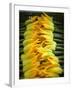 Courgette Flowers on a Market Stall-Marc O^ Finley-Framed Photographic Print