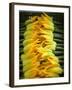 Courgette Flowers on a Market Stall-Marc O^ Finley-Framed Photographic Print