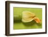 Courgette with Flower-Foodcollection-Framed Photographic Print