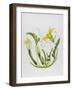 Courgettes-Sally Crosthwaite-Framed Giclee Print