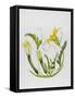 Courgettes-Sally Crosthwaite-Framed Stretched Canvas