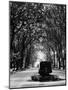 Cours Mirabeau, One of the Main Avenues in Aix En Provence-Gjon Mili-Mounted Photographic Print