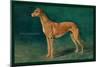 Coursing Greyhound-null-Mounted Art Print