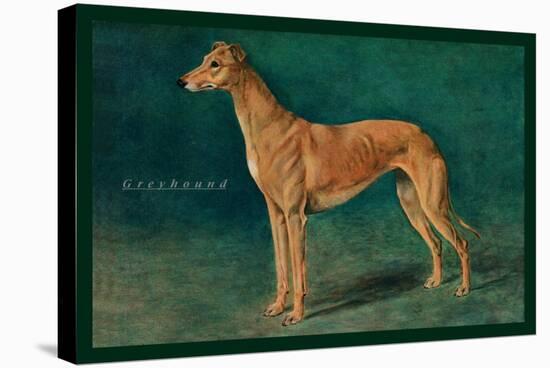 Coursing Greyhound-null-Stretched Canvas