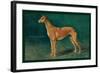 Coursing Greyhound-null-Framed Art Print