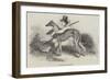 Coursing, Greyhounds-null-Framed Giclee Print