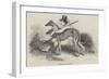 Coursing, Greyhounds-null-Framed Giclee Print