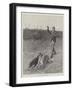 Coursing, Slipping the Greyhounds-S.t. Dadd-Framed Giclee Print