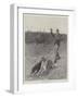 Coursing, Slipping the Greyhounds-S.t. Dadd-Framed Giclee Print