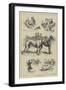 Coursing, the Gosforth Gold Cup-S.t. Dadd-Framed Premium Giclee Print