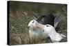 Courting Black-Browed Albatross (Black-Browed Mollymawk) (Diomedea Melanophris)-Gabrielle and Michel Therin-Weise-Stretched Canvas