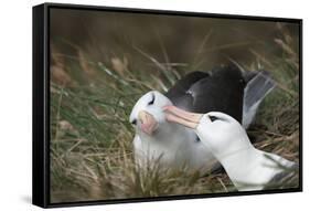 Courting Black-Browed Albatross (Black-Browed Mollymawk) (Diomedea Melanophris)-Gabrielle and Michel Therin-Weise-Framed Stretched Canvas