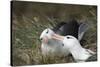 Courting Black-Browed Albatross (Black-Browed Mollymawk) (Diomedea Melanophris)-Gabrielle and Michel Therin-Weise-Stretched Canvas