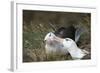 Courting Black-Browed Albatross (Black-Browed Mollymawk) (Diomedea Melanophris)-Gabrielle and Michel Therin-Weise-Framed Photographic Print