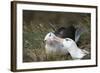 Courting Black-Browed Albatross (Black-Browed Mollymawk) (Diomedea Melanophris)-Gabrielle and Michel Therin-Weise-Framed Photographic Print