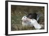 Courting Black-Browed Albatross (Black-Browed Mollymawk) (Diomedea Melanophris)-Gabrielle and Michel Therin-Weise-Framed Photographic Print