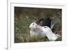 Courting Black-Browed Albatross (Black-Browed Mollymawk) (Diomedea Melanophris)-Gabrielle and Michel Therin-Weise-Framed Photographic Print