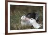 Courting Black-Browed Albatross (Black-Browed Mollymawk) (Diomedea Melanophris)-Gabrielle and Michel Therin-Weise-Framed Photographic Print