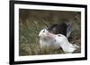 Courting Black-Browed Albatross (Black-Browed Mollymawk) (Diomedea Melanophris)-Gabrielle and Michel Therin-Weise-Framed Photographic Print