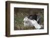 Courting Black-Browed Albatross (Black-Browed Mollymawk) (Diomedea Melanophris)-Gabrielle and Michel Therin-Weise-Framed Photographic Print