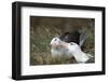 Courting Black-Browed Albatross (Black-Browed Mollymawk) (Diomedea Melanophris)-Gabrielle and Michel Therin-Weise-Framed Photographic Print