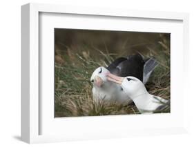 Courting Black-Browed Albatross (Black-Browed Mollymawk) (Diomedea Melanophris)-Gabrielle and Michel Therin-Weise-Framed Photographic Print