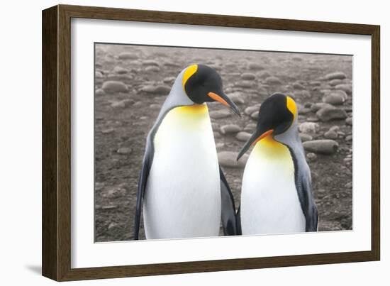 Courting-Wild Apple Portfolio-Framed Art Print