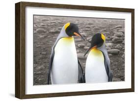 Courting-Wild Apple Portfolio-Framed Art Print