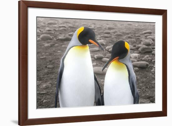 Courting-Wild Apple Portfolio-Framed Art Print