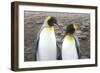 Courting-Wild Apple Portfolio-Framed Premium Giclee Print