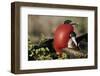 Courtship Display of Frigate Birds-W. Perry Conway-Framed Photographic Print