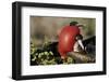 Courtship Display of Frigate Birds-W. Perry Conway-Framed Photographic Print