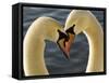 Courtship Display of Mute Swans, Cygnus Olor, Stanley Park, British Columbia, Canada-Paul Colangelo-Framed Stretched Canvas