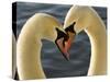 Courtship Display of Mute Swans, Cygnus Olor, Stanley Park, British Columbia, Canada-Paul Colangelo-Stretched Canvas