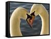 Courtship Display of Mute Swans, Cygnus Olor, Stanley Park, British Columbia, Canada-Paul Colangelo-Framed Stretched Canvas