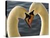 Courtship Display of Mute Swans, Cygnus Olor, Stanley Park, British Columbia, Canada-Paul Colangelo-Stretched Canvas