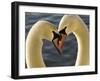 Courtship Display of Mute Swans, Cygnus Olor, Stanley Park, British Columbia, Canada-Paul Colangelo-Framed Photographic Print