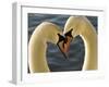 Courtship Display of Mute Swans, Cygnus Olor, Stanley Park, British Columbia, Canada-Paul Colangelo-Framed Photographic Print