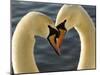 Courtship Display of Mute Swans, Cygnus Olor, Stanley Park, British Columbia, Canada-Paul Colangelo-Mounted Photographic Print
