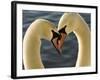 Courtship Display of Mute Swans, Cygnus Olor, Stanley Park, British Columbia, Canada-Paul Colangelo-Framed Photographic Print