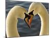 Courtship Display of Mute Swans, Cygnus Olor, Stanley Park, British Columbia, Canada-Paul Colangelo-Mounted Photographic Print