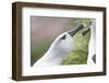 Courtship of Gray-Headed Albatrosses on South Georgia Island-Paul Souders-Framed Photographic Print
