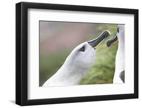 Courtship of Gray-Headed Albatrosses on South Georgia Island-Paul Souders-Framed Photographic Print